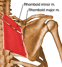 rhomboid_muscle